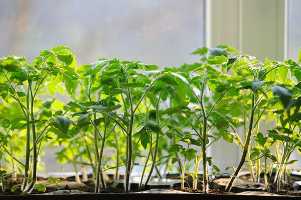 Seedlings of tomatoes