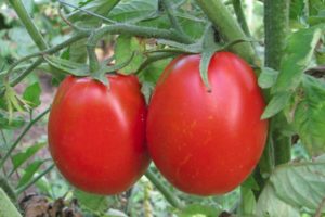 Description of the Adeline tomato variety and its characteristics