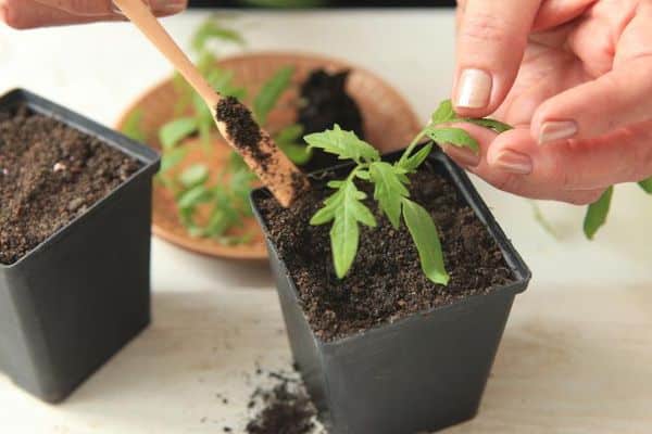 Seedling tomato