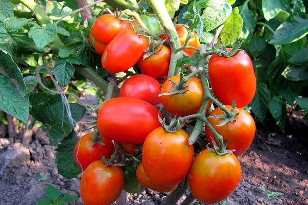 Hibrid tomato