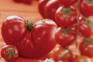 Description de la variété de tomate Admiralteysky et de ses caractéristiques