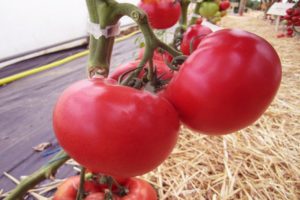 Description of the Afen tomato variety, its cultivation and care