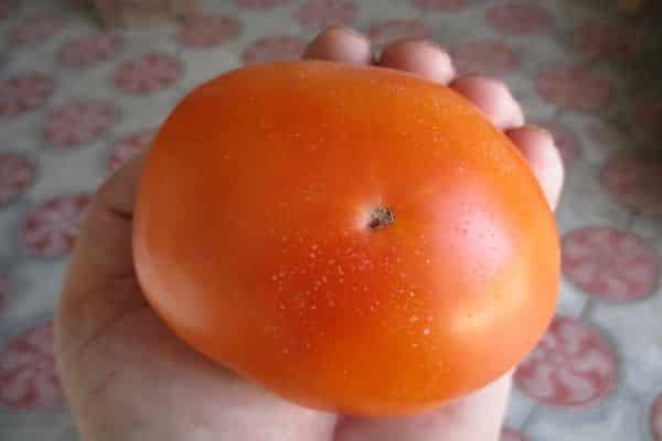 Tomato besar