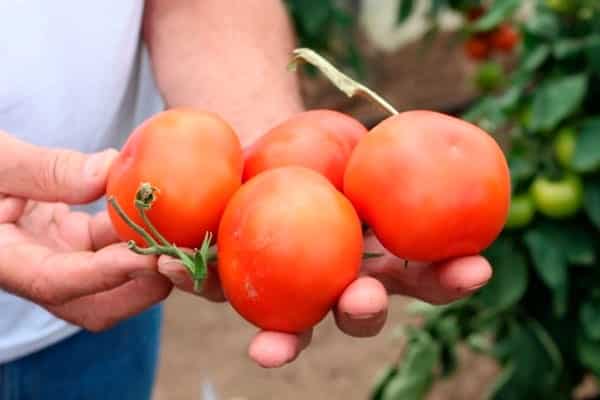 temps de maturation