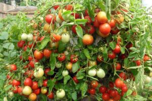 Description of the tomato variety Alenka and its characteristics