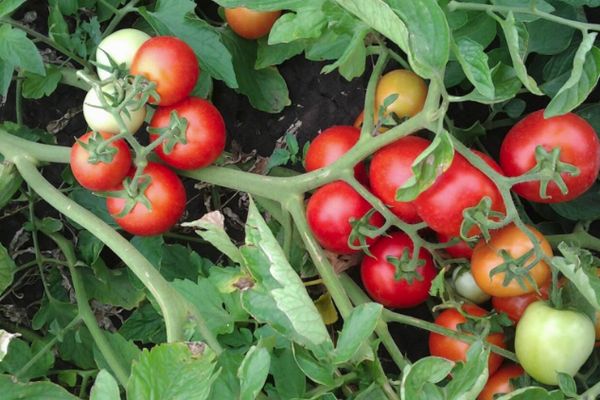 Round tomatoes