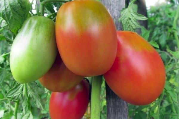 Ripe tomatoes