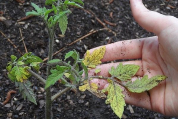 Enfermedades de los tomates