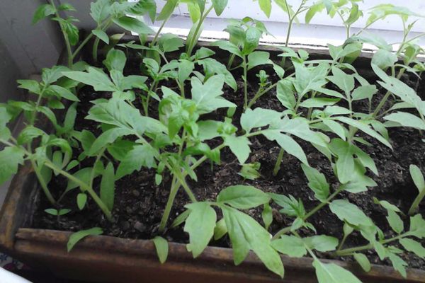 Seedlings of tomatoes