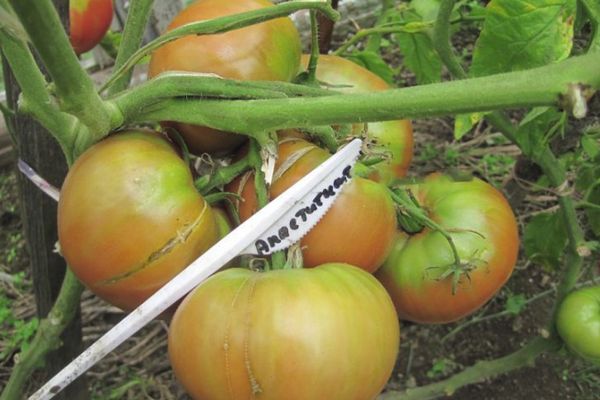 Unripe tomatoes