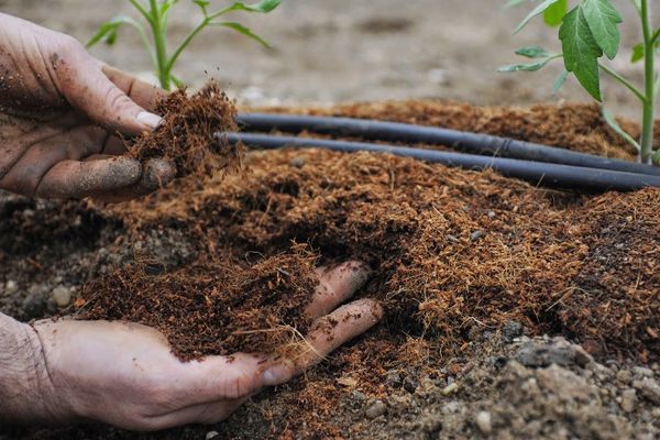 fertilizers for tomatoes