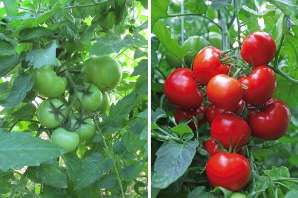 Tomates en crecimiento