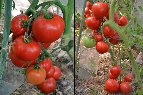 Tomates en crecimiento