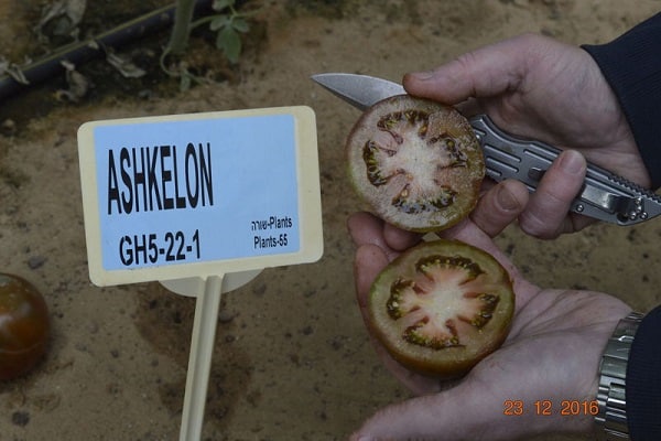 tomato ashkelon