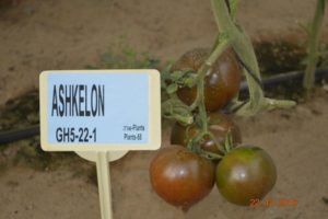 Description de la nouvelle variété de tomate hybride Ashkelon F1