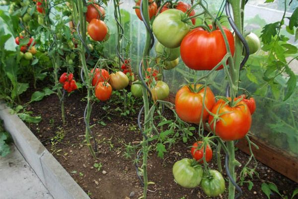 Tomatoes in a greenhouse