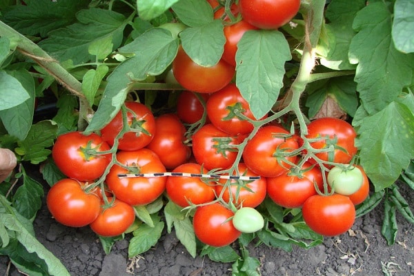 tomates à maturation précoce