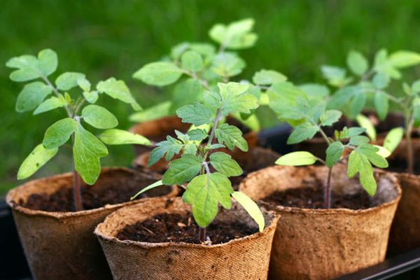 Tomato sprouts