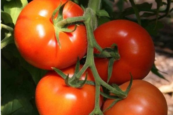 Ripe tomatoes