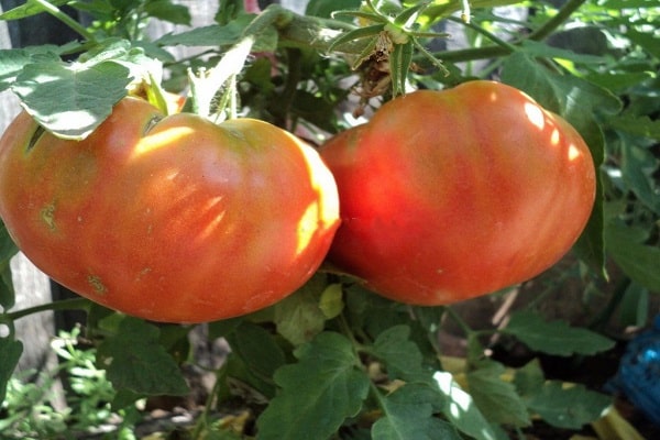 large tomato