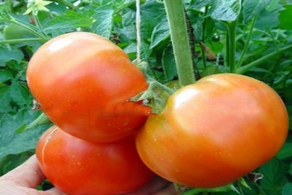 Tomato berdsky