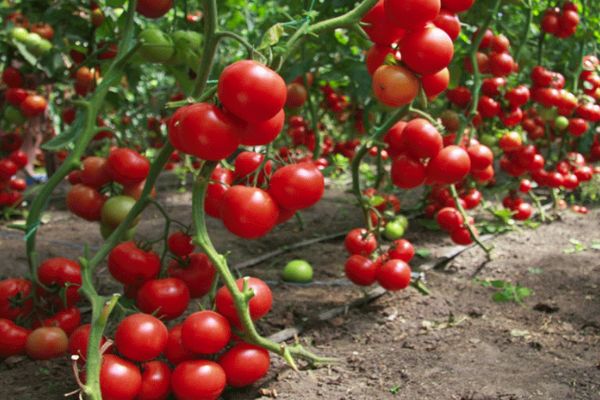 A bed of tomatoes