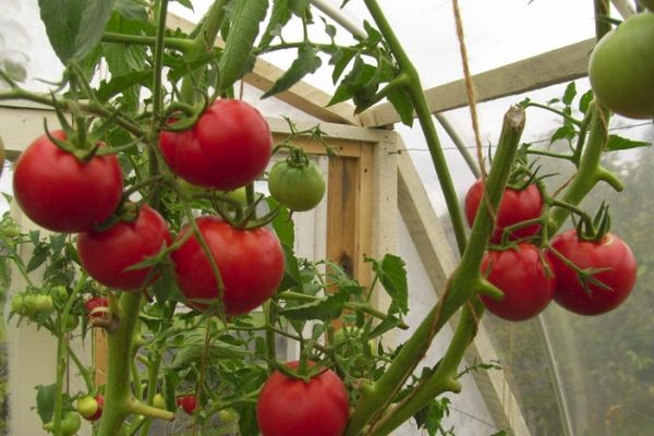 Greenhouse tomatoes