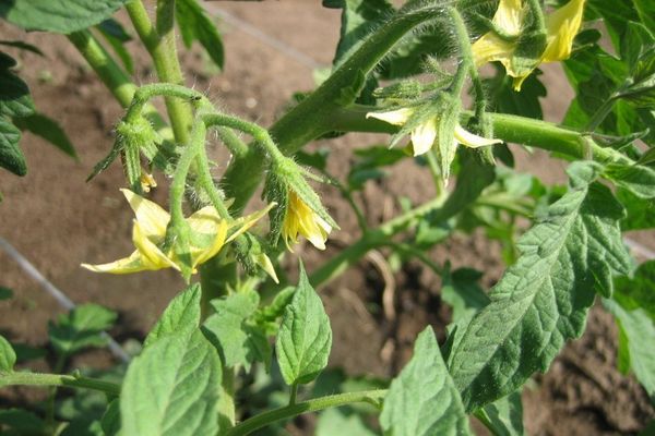 Flowering tomatoes