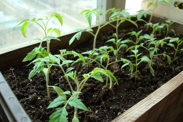 Seedlings of tomatoes