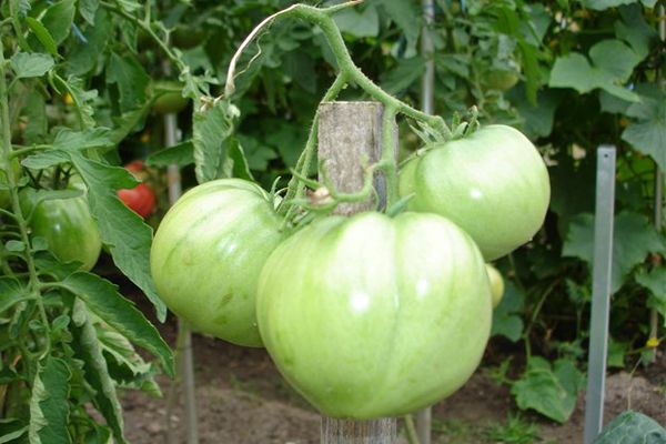 Tomates vertes