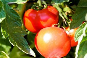 Description de la variété de tomate Bulat et de ses caractéristiques