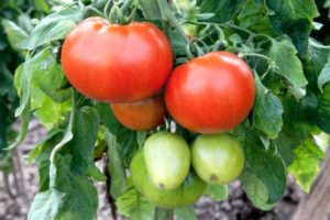 Description of the tomato variety Champion f1 and its characteristics