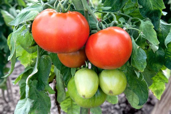 Tomatoes in a greenhouse