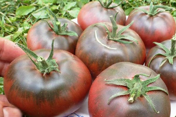 Dark tomatoes