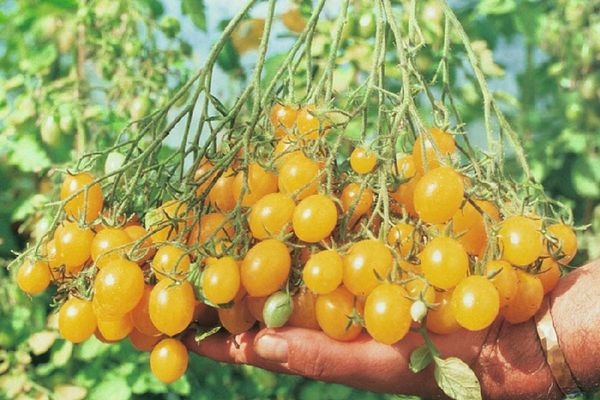 Tomates amarillos