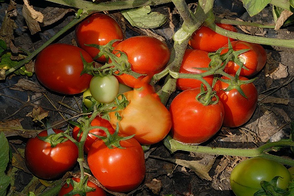 fruits de qualité