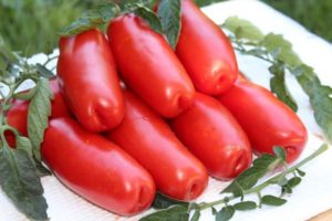 Description de la variété de bois de chauffage de tomates à faible croissance et de ses caractéristiques