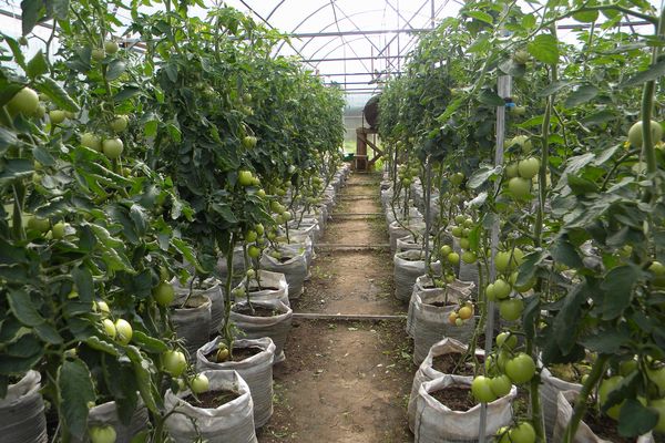 Greenhouse tomatoes