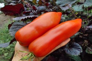 Description de la variété de tomate Uncle Stepa et ses caractéristiques