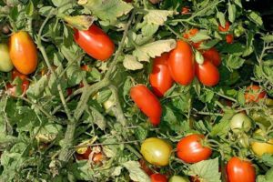 Description of the Erkol tomato variety, characteristics and productivity