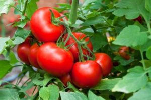 Description de la variété de tomate Finition et caractéristiques