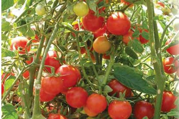 Tomates en crecimiento