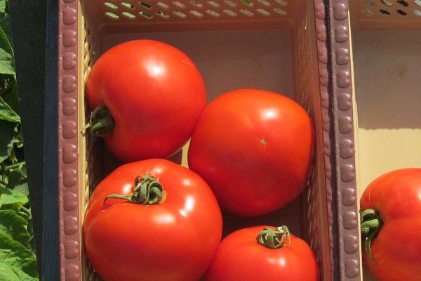 Tomates en una canasta