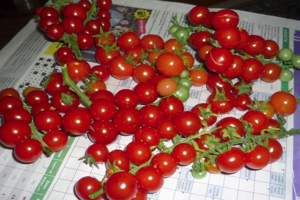 Récolte de tomates