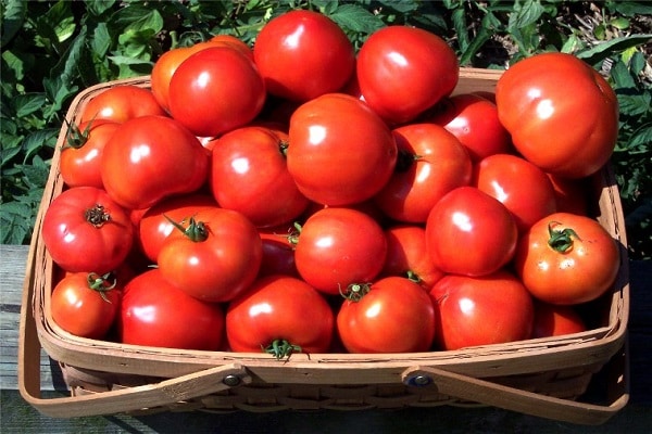 a basket of tomatoes