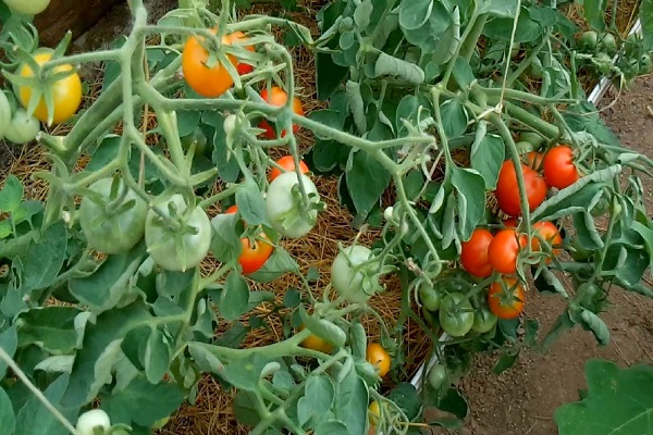 germination of fruits