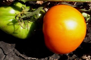 Description de la variété de tomate Graf Orlov, sa culture et son rendement