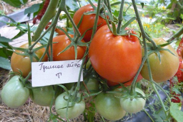 Cultiver des tomates