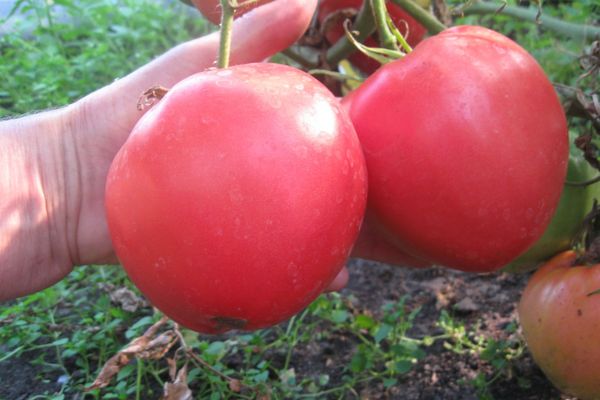 Ripe tomatoes