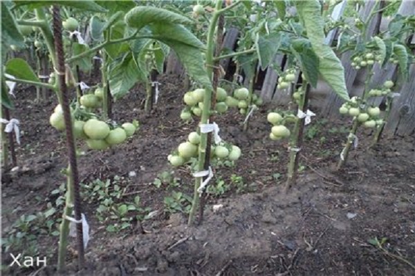 drip irrigation